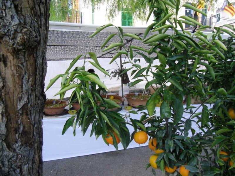 Finca Son Olive Selva  Buitenkant foto